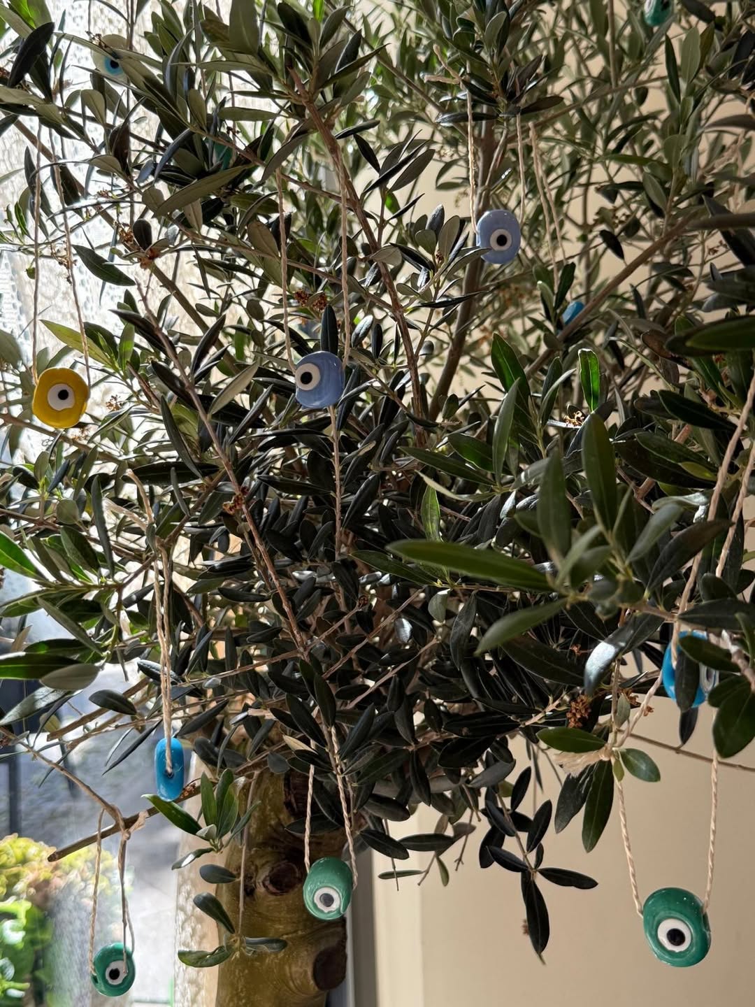 Olivenbaum mit Nazar-Amuletten im Café